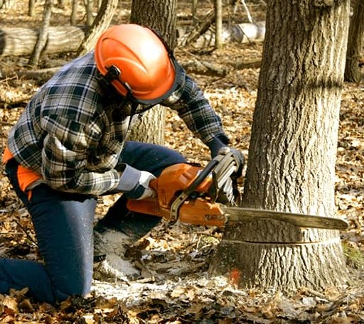 Tree Removal in Ridgely, MD